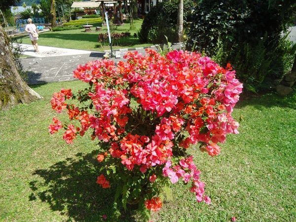 Le Jardin des Thérapies