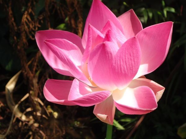 Belle et heureuse année 2015