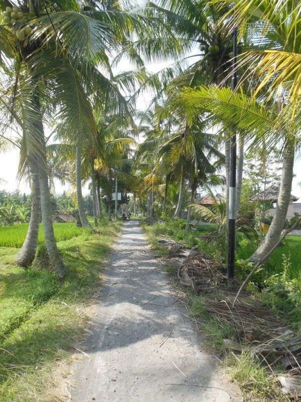 Les cinq principes du Reiki