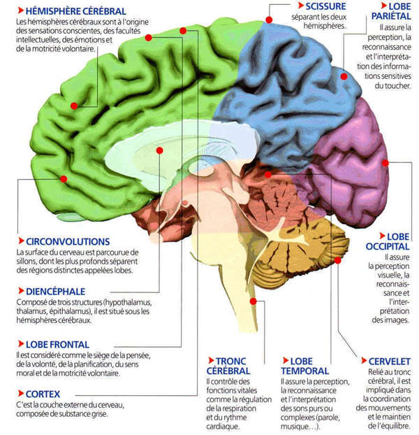 Neurotransmetteurs | Blog