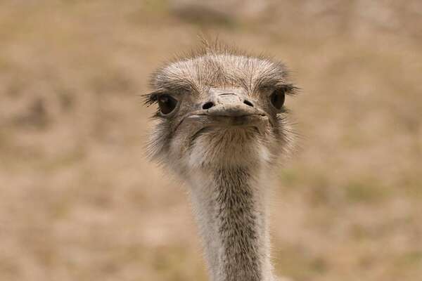 Battle avec un hypercondriaque (partie 2): victoire par KO en 4 rounds