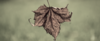feuille morte relation fin