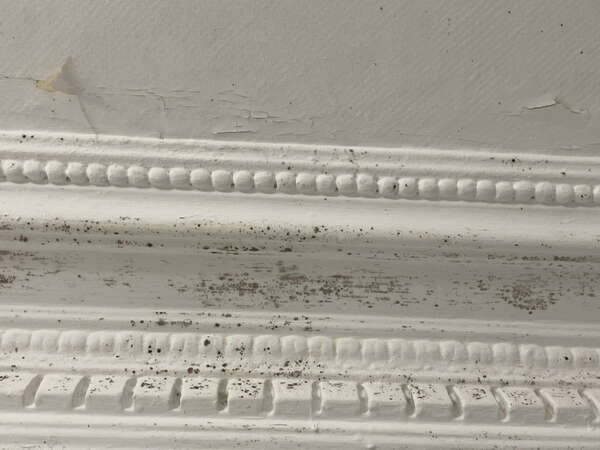 Pourquoi le plafond de votre salle de bain moisit-il ? Et comment y remédier ?