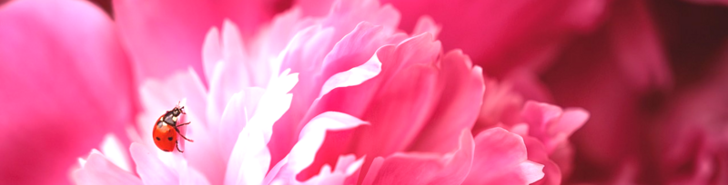 Naturopathie pour fatigue, anxiété et bien-être naturel à Thuir – accompagnement personnalisé pour équilibre physique et émotionnel