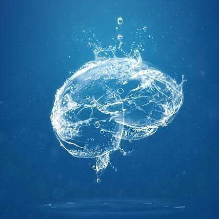 Cerveau et alimentation