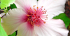 fleurs de bach