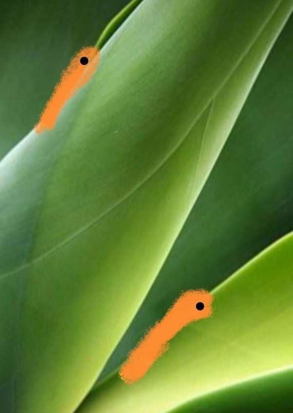 AVENTURE HYPNOTIQUE DU SOIR ..ESPOIR