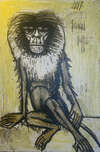 Variété de Macaque