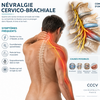 Illustration anatomique d’une névralgie cervico-brachiale avec irritation d’une racine nerveuse cervicale et douleur irradiant dans le bras