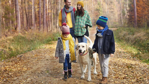 Les bienfaits du pollen frais pour toute la famille