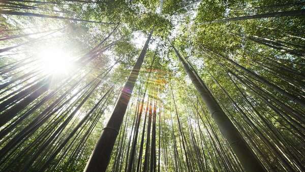 Coronavirus, l'arbre devant la forêt, ou l'urgence d'un retour à la Biodiversité