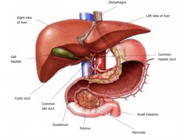 Qu’est-ce que la maladie du foie gras non alcoolique ou stéatose non alcoolique ?