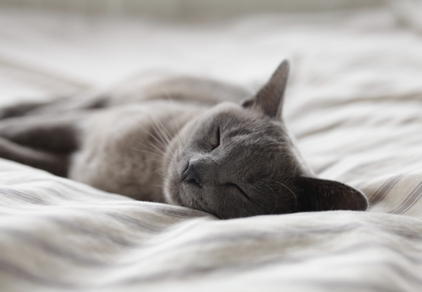 Astuces pour passer de bonnes nuits réparatrices