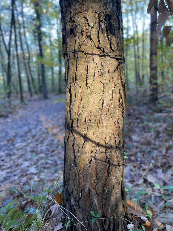 Voyage au cœur de sa vie avec l'arbre de vie 