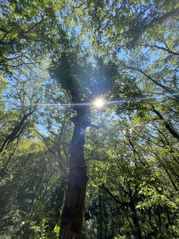 Voyage au cœur de  sa vie avec l'arbre de vie - Samedi 16 mars 2024