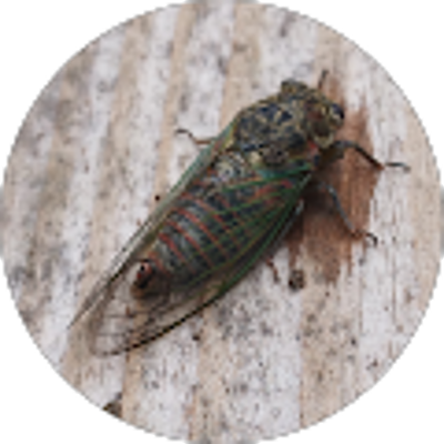 Avis Entreprise FR-RENOVATION Peinture Ravalement Facade, Couvreur - Frederic LAURENT