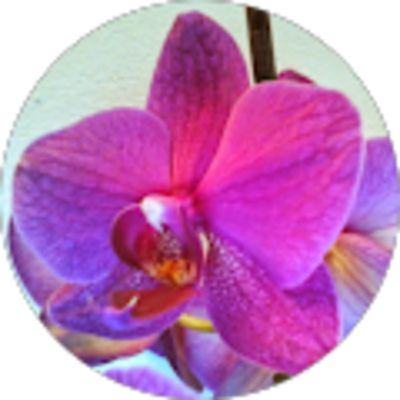 Avis Silk Energies - Gabriela Vergine