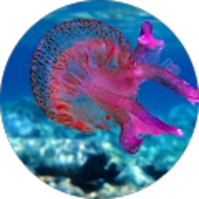 Avis Amandine BAZIN Hypnose Lyon - Kenza Lidon