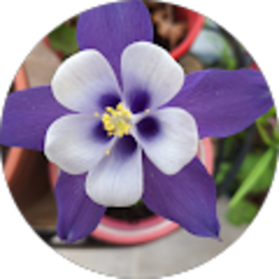 Avis Aéroclub du Giennois - annie pescheteau