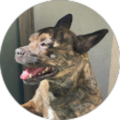 Avis Bastien Infotech - Dépannage Informatique MAC / PC Marseille - Joris Bouazza