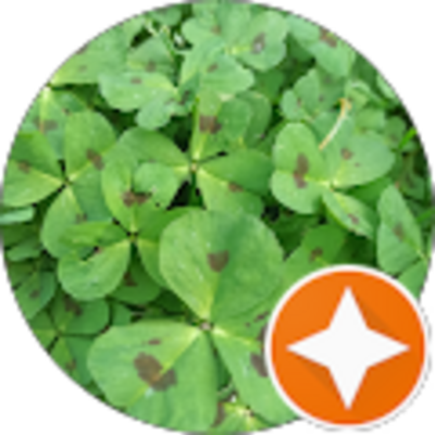 Avis Anne Belval - Sylvie L (Sylvie)