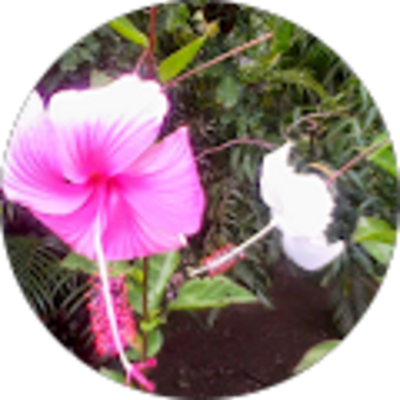 Avis DESIREE Davy Ostéopathe DO : Ostéopathe Baie-Mahault Guadeloupe - Jacqueline Urie