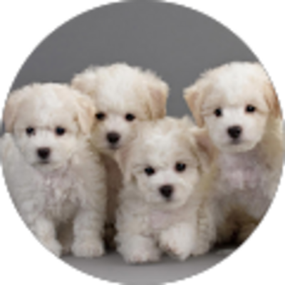 Avis AGIR 3D - LAURE Bouquet