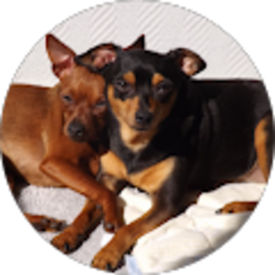 Avis DASSI ELECTRICITÉ - Jean Michel