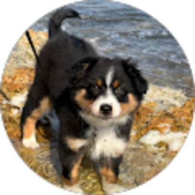 Avis Jolie Meute - Éducation canine - Lucas D