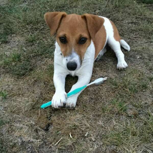 TECHNIQUE DE BROSSAGE DES DENTS