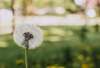 allergies respiratoires les huiles essentielles sont vos amies Noisiel - Lagny