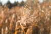 Allergies respiratoires avec les huiles essentielles Noisiel Lagny
