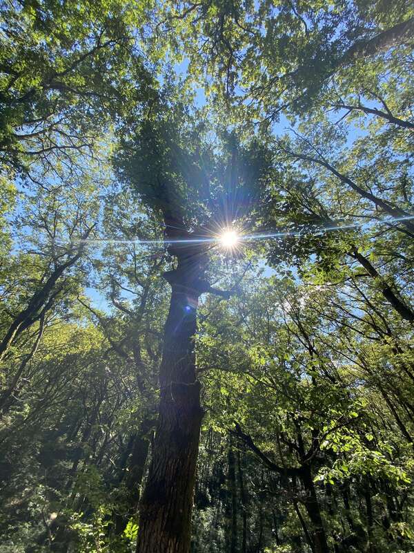 Voyage au cœur de  sa vie avec l'arbre de vie - Samedi 16 mars 2024