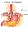 estomac etiopathie