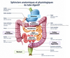 fonctionnement du tube digestif durant la constipation