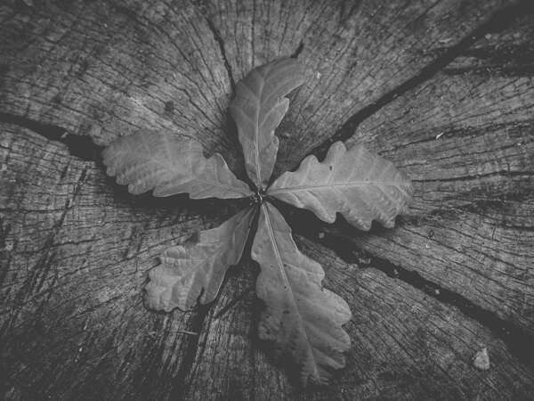 La recevabilité des prétentions nouvelles en matière de partage successoral