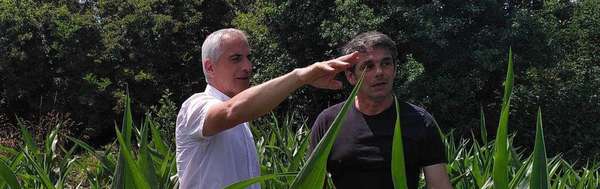 #COMMUNAY - Agriculture de conservation des sols sur l'exploitation de Gilbert Barnachon