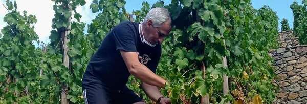 #Condrieu - Immersion avec les vendangeurs de l’appellation