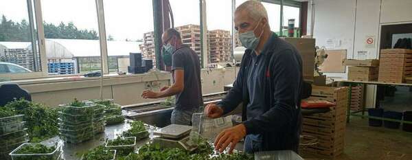 #Saint-Symphorien-d'Ozon - Visite chez un producteur de cresson