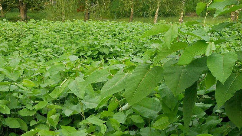 219032663_909719279607029_8157620270527757062_n