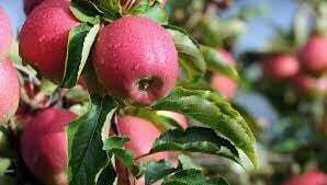 Assemblée Générale des agriculteurs du plateau de Condrieu