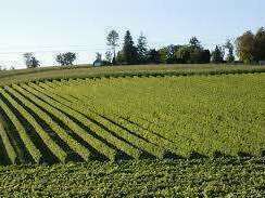 medoc2