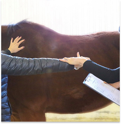 Mon cheval est stressé, moins concentré, et je ne trouve pas de solution : comment la kinésiologie animale peut aider à comprendre ce qui bloque