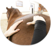 KINESIOLOGIE ANIMALE
