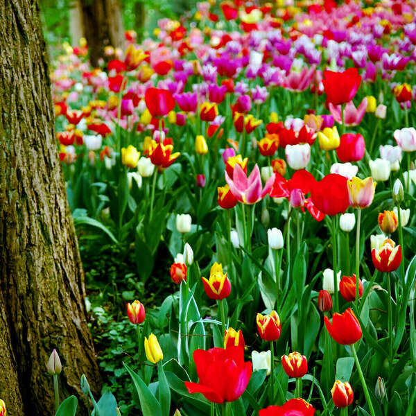 L’Entreprise Connectée inaugure le "PRINTEMPS des TELECOMS" du 1er Avril au 31 Mai 2022