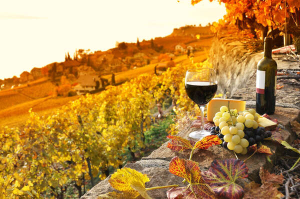 Œnotourisme autour d'Aix-en-Provence : vignobles, appellations et expériences de dégustation