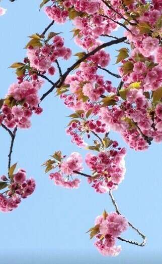 Le réveil du printemps