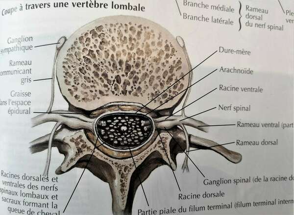 Canal lombaire étroit et chiropraxie