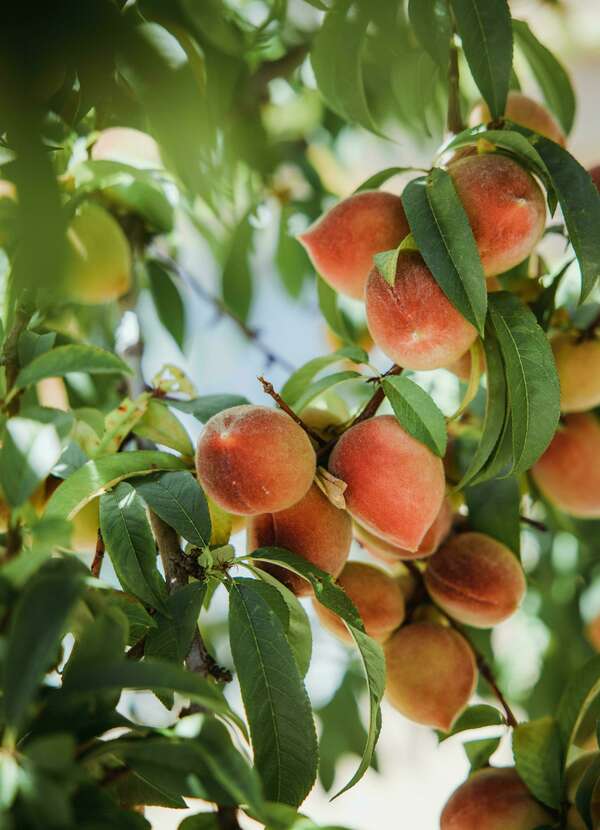 La cure de pêches, la cure santé de l'été
