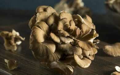 La Mycothérapie ou thérapie par les champignons